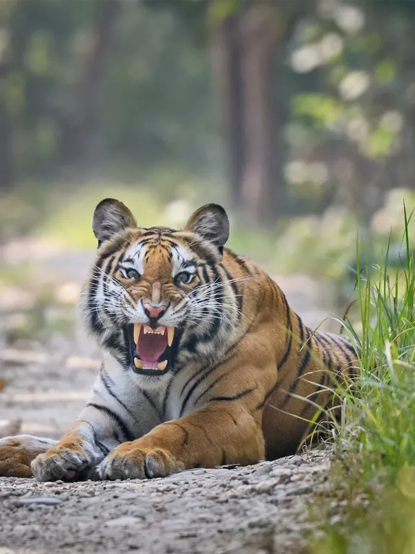 Jungle Safari Tours